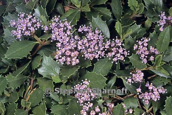 ceanothus prostratus 1 graphic